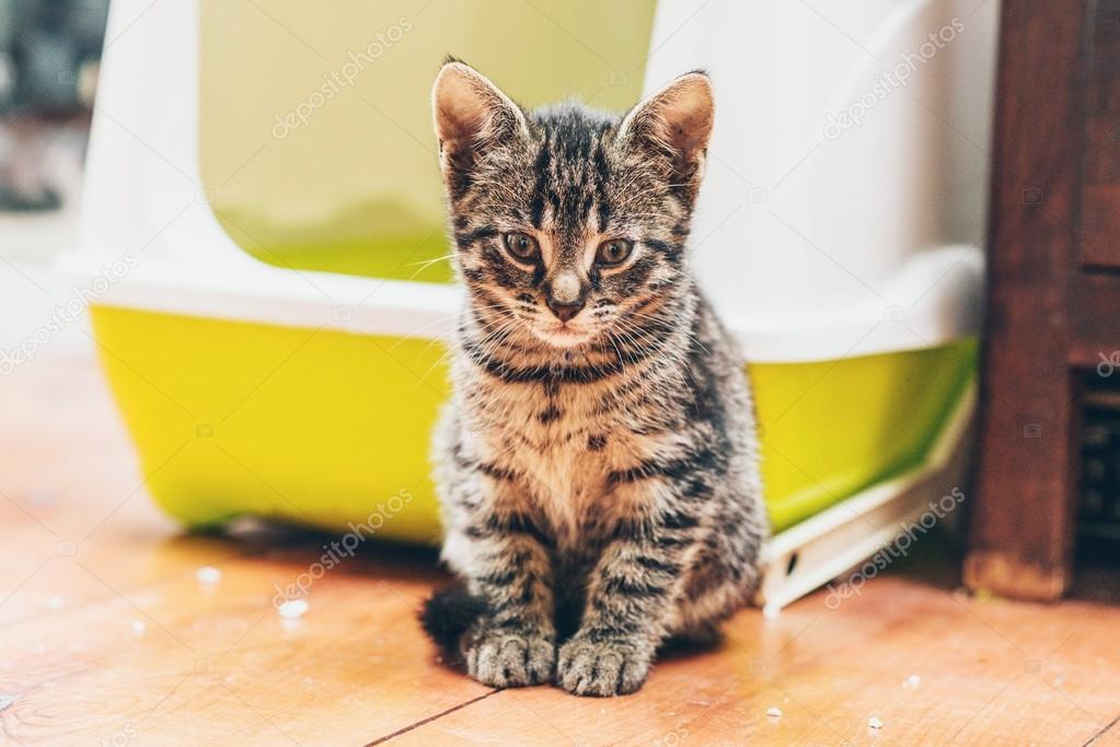 Little grey striped tabby kitty