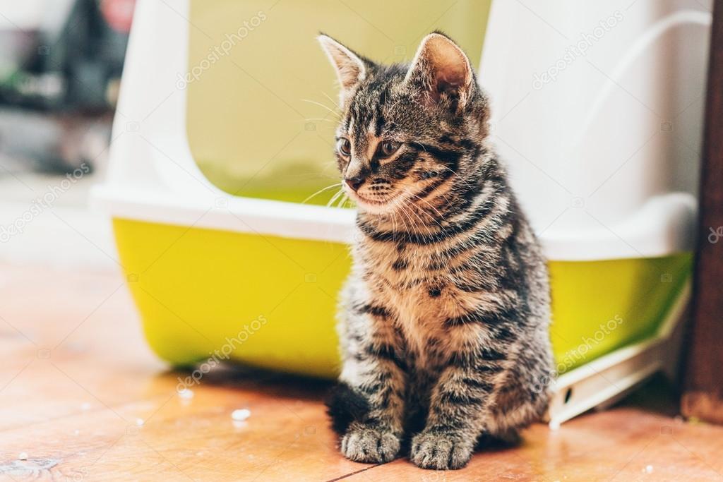 Cute striped grey tabby kitten