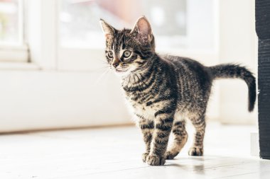 Yerdeki meraklı kedi