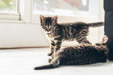 Evin içinde yerdeki meraklı kedi.