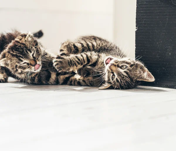 Gatitos juguetones rodando en el piso — Foto de Stock