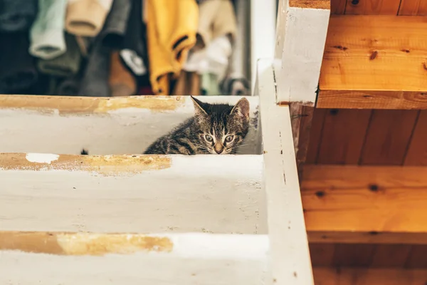 Gato curioso en el suelo — Foto de Stock