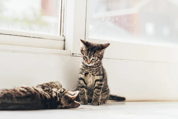 Grå kattungar leker inne i huset. — Stockfoto
