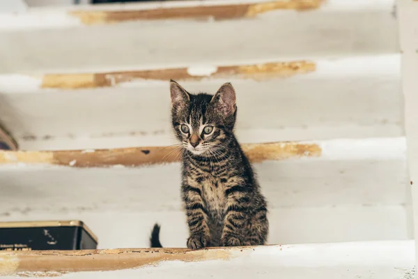 好奇的猫在地板上 — 图库照片