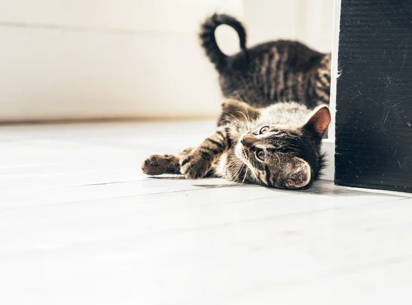 Curious Cat on the Floor — Stock Photo, Image