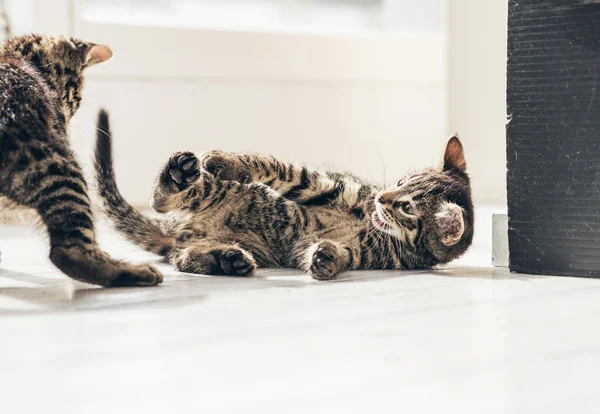 Nysgerrig kat på gulvet - Stock-foto