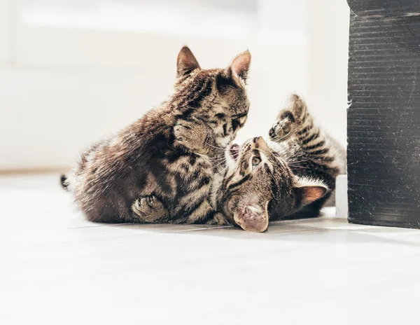 Petits chatons gris mignons — Photo