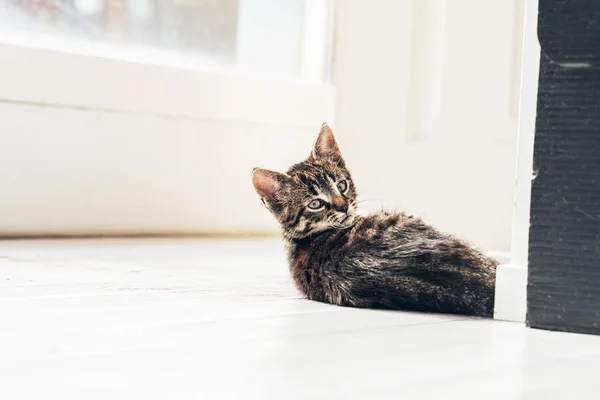 Gato curioso en el suelo —  Fotos de Stock