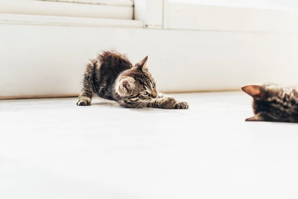 Nyfiken katt på golvet — Stockfoto