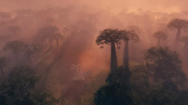 Foresta tropicale all'alba con gli alberi alti — Foto Stock