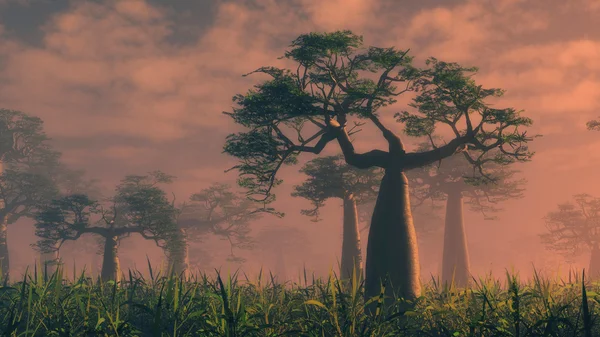 Végétation tropicale feuillue et arbres géants — Photo