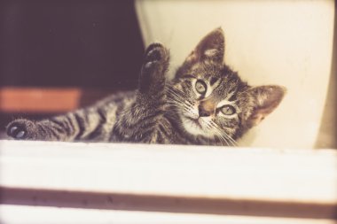 Tatlı tekir kedicik yerde yatıyor.