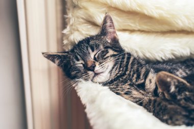Adorable little tabby kitten lying fast asleep