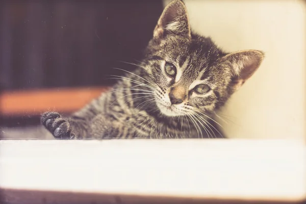 Симпатичный серый котенок, смотрящий вдаль — стоковое фото
