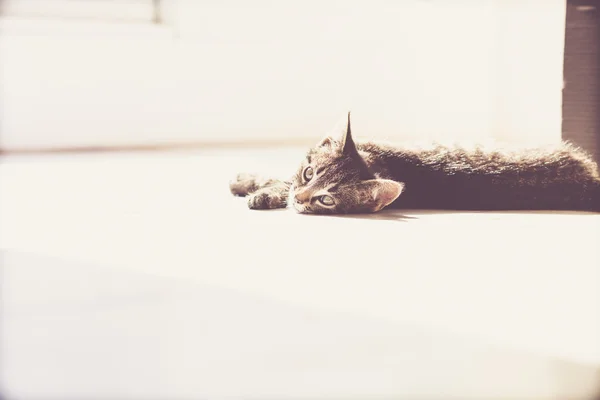 Pensive Gray Tabby Kitten Lying on the Floor — Stockfoto