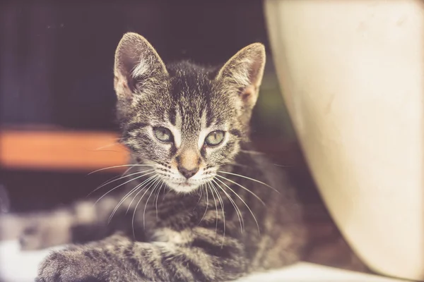 Alert kitten peering through glass — Zdjęcie stockowe