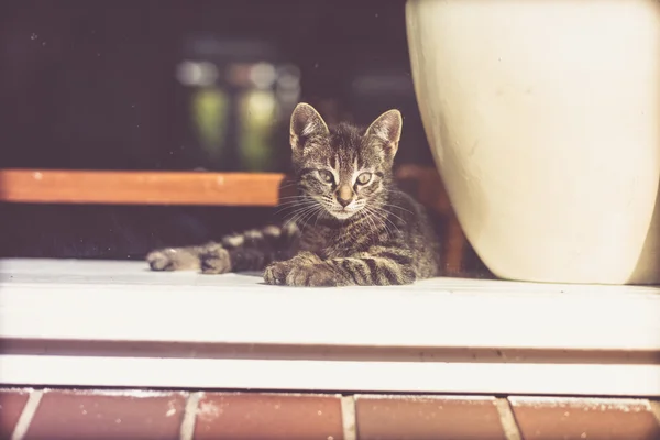 Cute little tabby kitten lying waiting — Stok fotoğraf