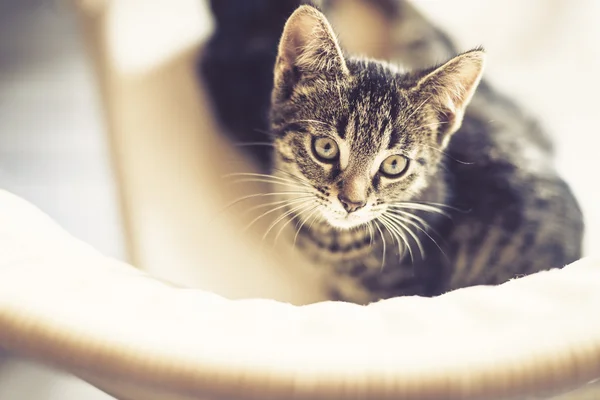 Carino gattino tabby seduto su una sedia — Foto Stock