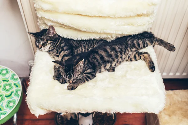 Two tabby kittens lying together sleeping — Stock Photo, Image