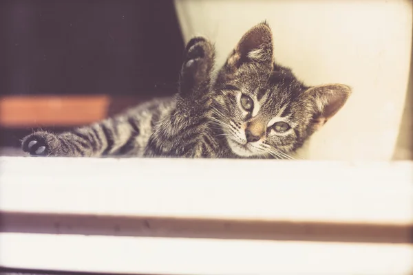 Grave gatito gris descansando cerca de la ventana de vidrio —  Fotos de Stock