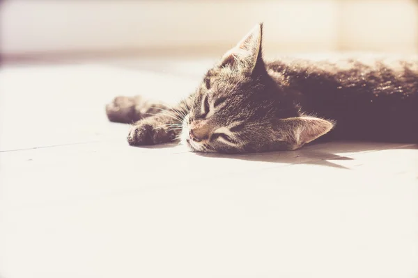 Милий сірий домашній кошеня відпочиває на підлозі — стокове фото