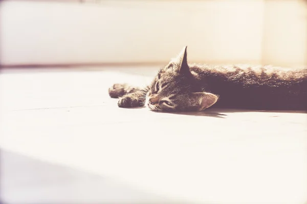 Sleepy Gray Domestic Kitten Lying on the Floor — Zdjęcie stockowe