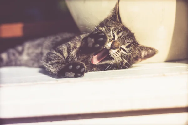 Cute little kitten lying yawning — Zdjęcie stockowe