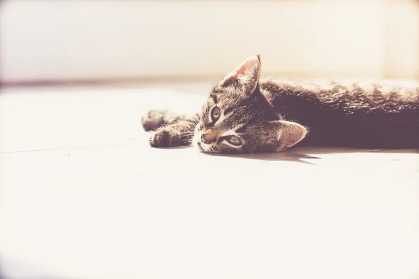 Serious Gray Kitten Resting on the Floor — Zdjęcie stockowe