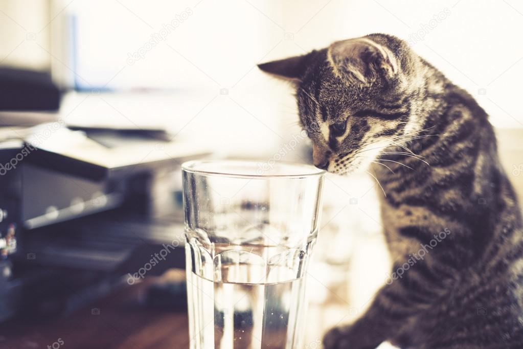 Curious little kitten looking inside a glass