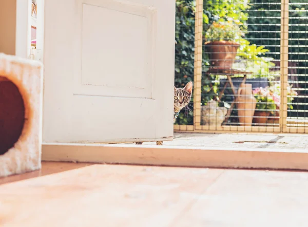 Young tabby kitten — Stock Photo, Image