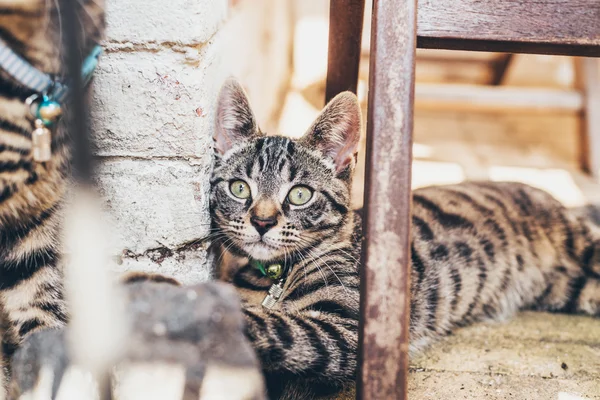 Gestreifte gestromte Katze — Stockfoto