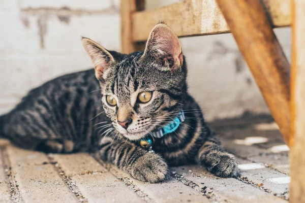 Durchdachte graue gestromte Katze — Stockfoto