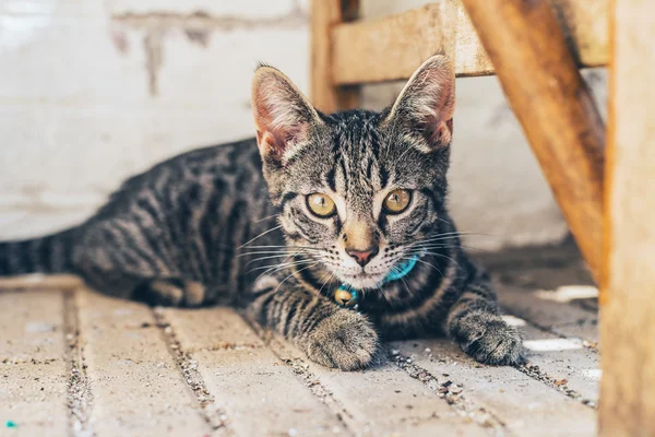 Joven rayado tabby gato — Foto de Stock