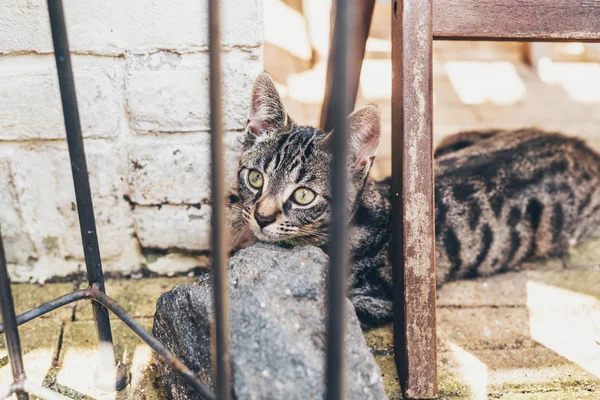 Kitten lying resting — Stock Photo, Image