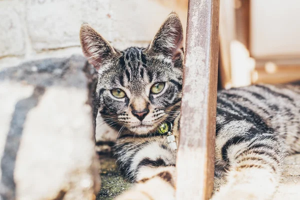 Striped tabby cat lying — Stok fotoğraf