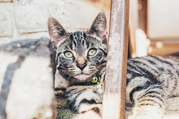 Striped tabby cat — Stok fotoğraf
