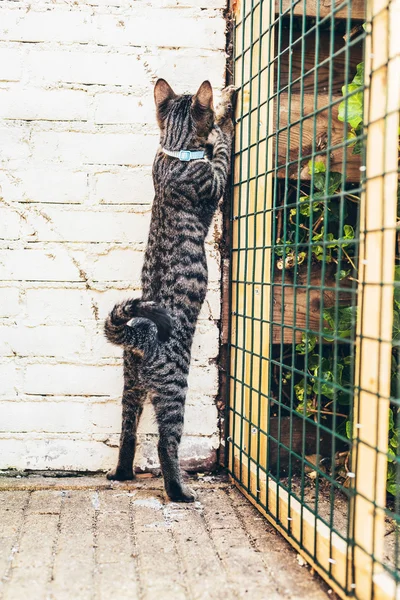 Curious cat looking for a way out — Stockfoto