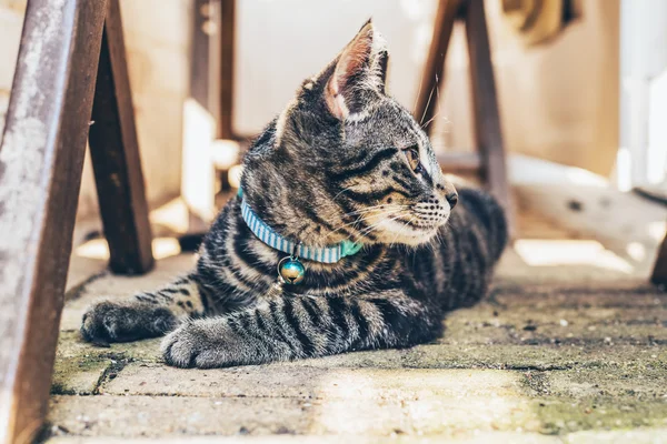 Junge gestromte Katze — Stockfoto