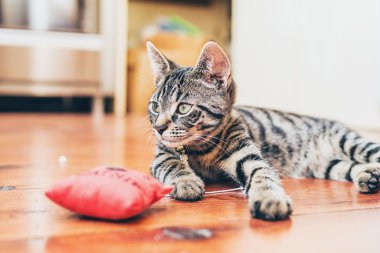Grey tabby cat with   striped markings