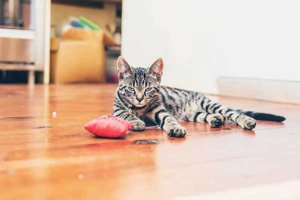 Grey tabby cat with striped markings — Φωτογραφία Αρχείου