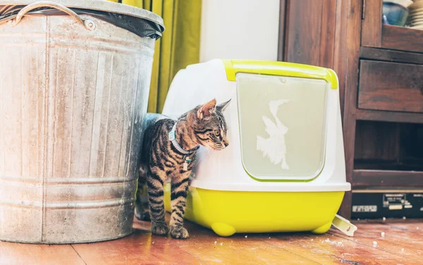 Tabby standing alongside a litter box — Stock Photo, Image