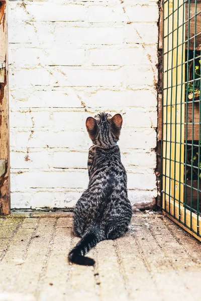 Gato sentado mirando una pared de ladrillo — Foto de Stock