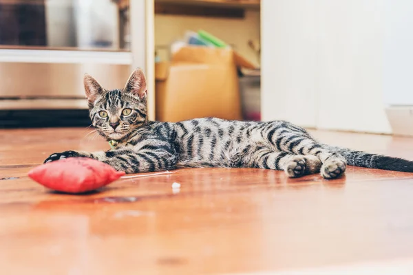 Grey tabby cat with striped markings — Stok fotoğraf