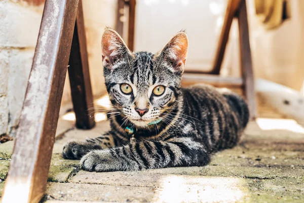 Tabby cat with intense golden eyes — Stok fotoğraf