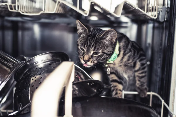 Jeune chat lécher les assiettes — Photo