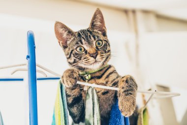 Yaramaz gri tabby yavru kedi