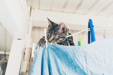 Meraklı gri tabby yavru kedi