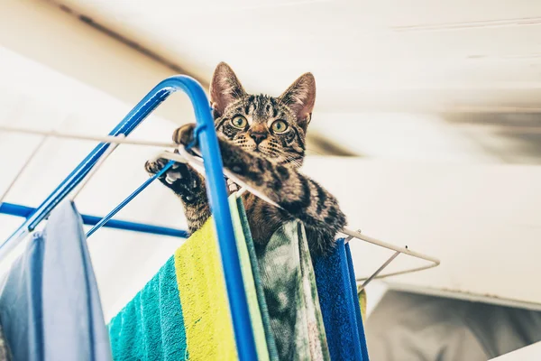 Curioso gris tabby gatito — Foto de Stock