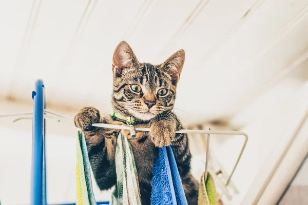 Travieso gris tabby gatito — Foto de Stock