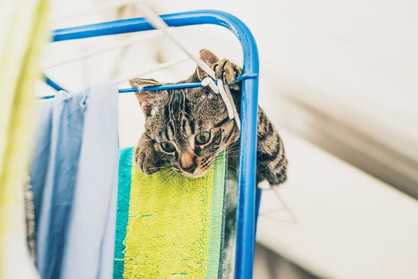 好奇的灰色斑纹猫 — 图库照片